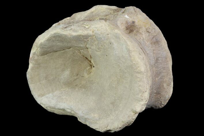 Xiphactinus (Cretaceous Fish) Vertebra - Kansas #102682